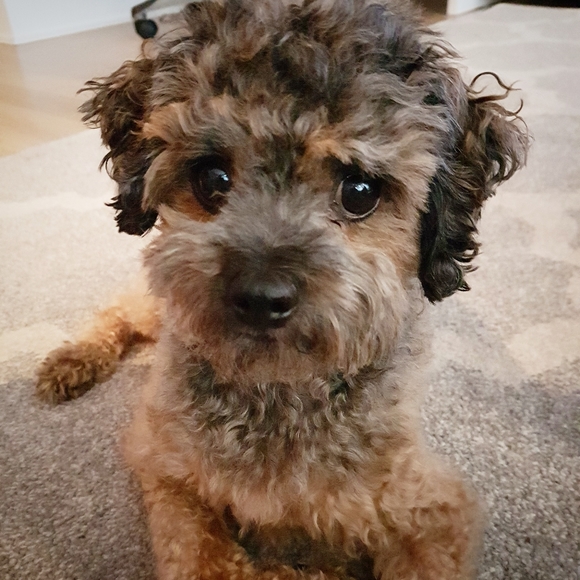 Meet your Posher, Katelyn - Picture 5 of 6